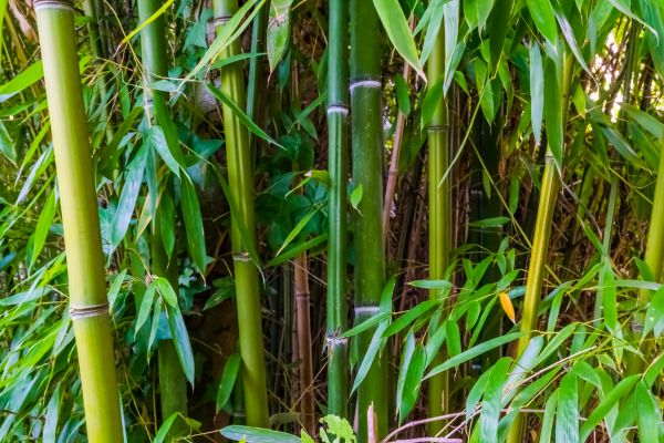 Bamboo Trimming in Sun Prairie
