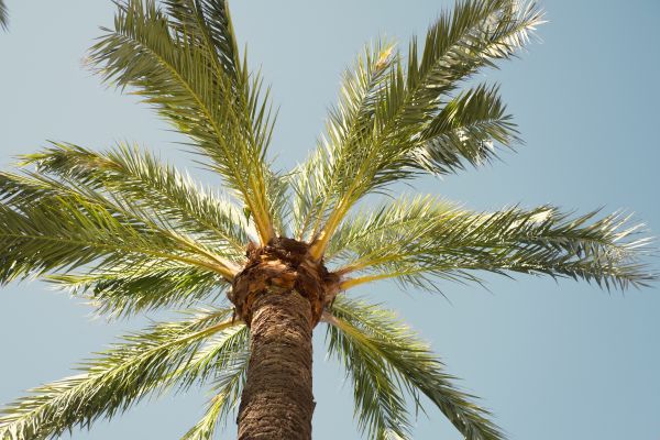 Palm Tree Pruning in Sun Prairie