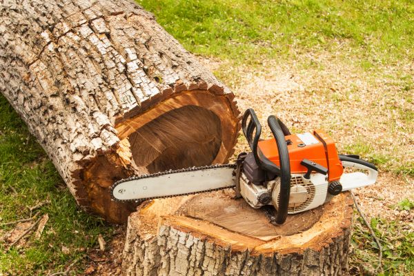 Tree Cutting Service in Sun Prairie