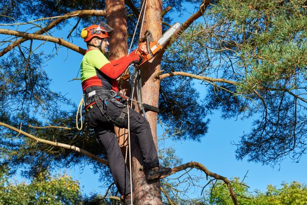 Tree Service in Sun Prairie