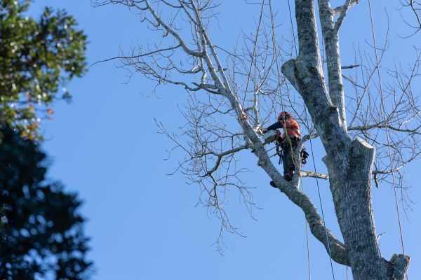 Cost of Tree Topping Service in Sun Prairie