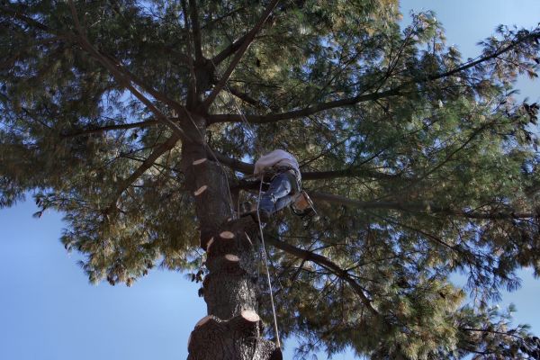 Cost of Trimming Service in Sun Prairie