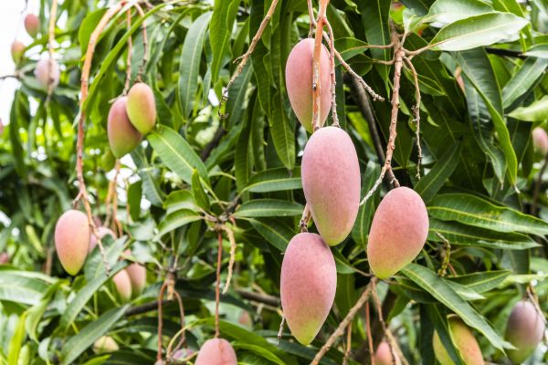Cost of Mango Tree Trimming in Sun Prairie