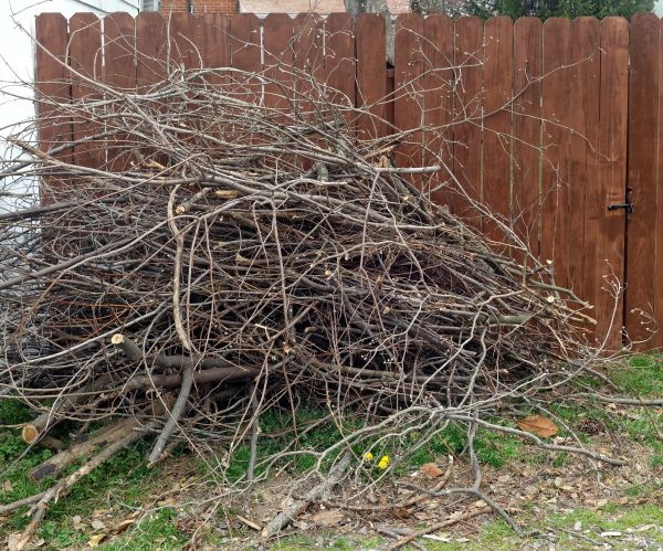 Cost of Dead Branch Removal in Sun Prairie