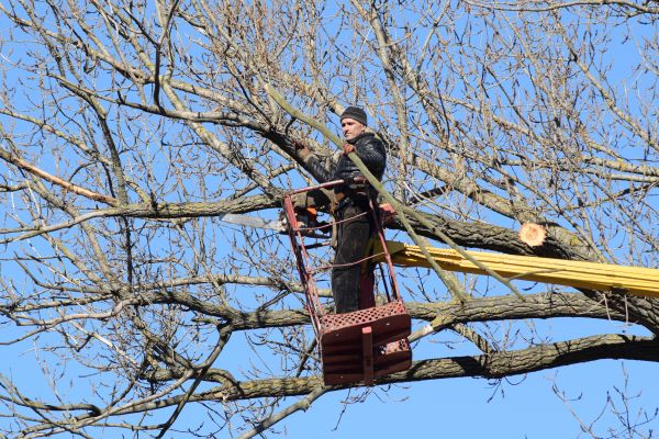 Cost of Emergency Tree Trimming in Sun Prairie