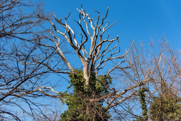 Cost of Deadwood Removal in Sun Prairie