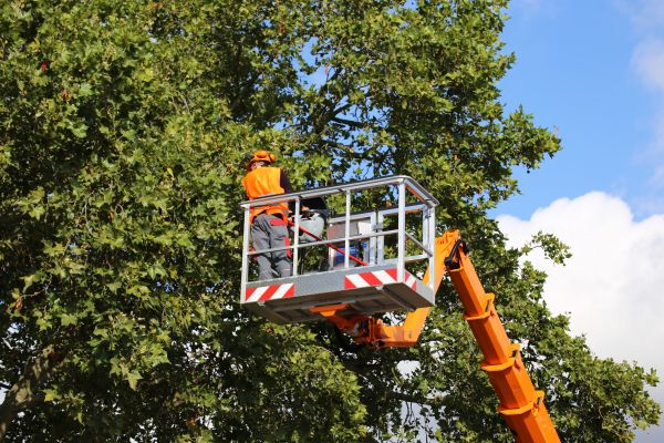 Commercial Tree Service in Sun Prairie