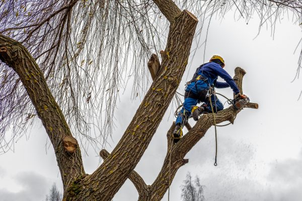 Tree Maintenance Service in Sun Prairie
