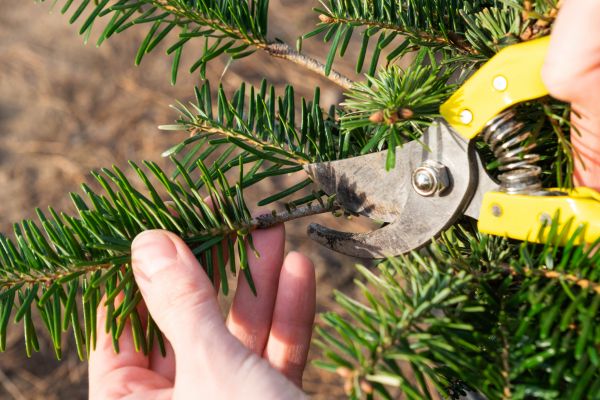 Pine Tree Pruning in Sun Prairie