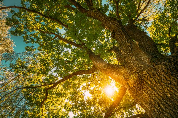 Oak Tree Pruning in Sun Prairie