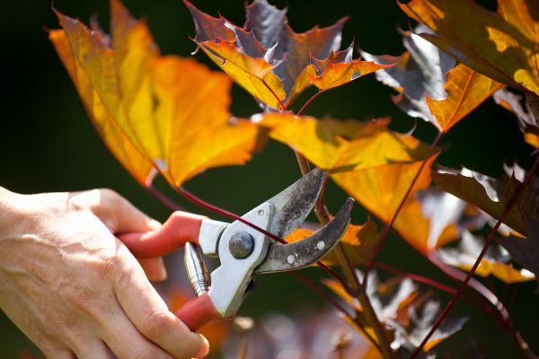 Maple Tree Pruning in Sun Prairie