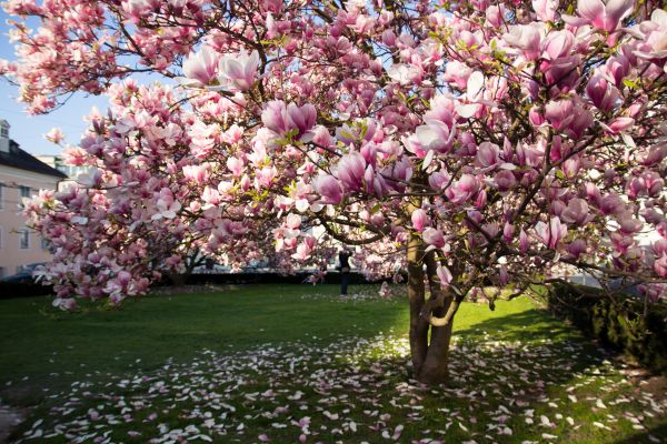 Magnolia Tree Pruning in Sun Prairie