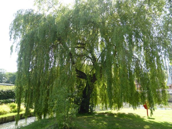 Willow Tree Trimming in Sun Prairie