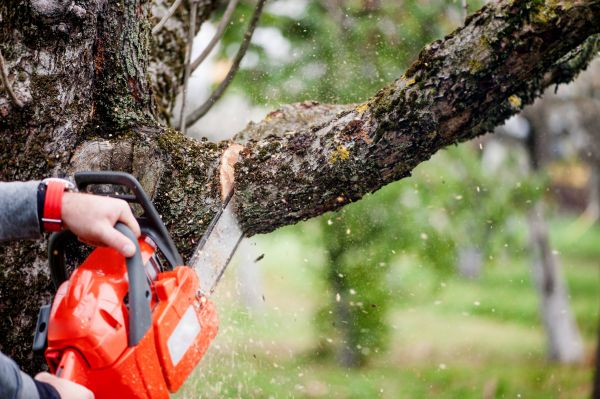Tree Limbs Removal in Sun Prairie