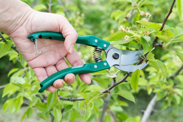 Pear Tree Pruning in Sun Prairie