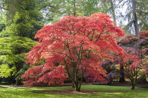 Japanese Maple Pruning in Sun Prairie