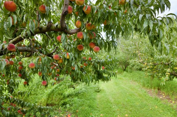 Peach Tree Pruning in Sun Prairie