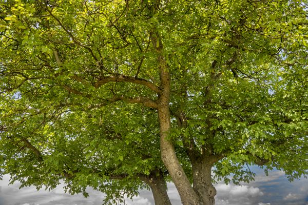 Cost of Walnut Tree Trimming in Sun Prairie