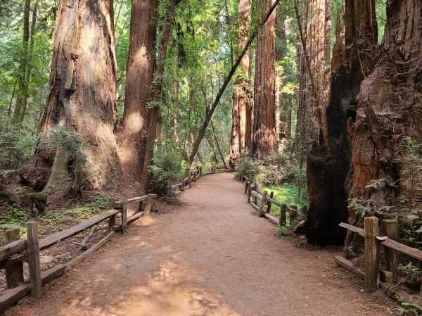Cost of Redwood Tree Pruning in Sun Prairie