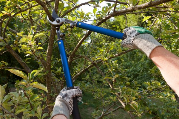 Cost of Residential Tree Pruning in Sun Prairie