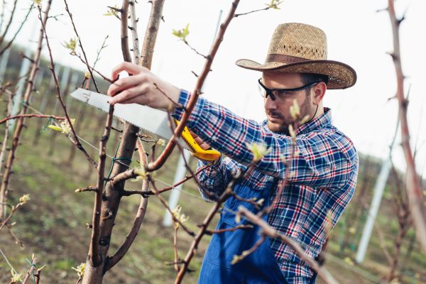 Cost of Orchard Tree Pruning in Sun Prairie