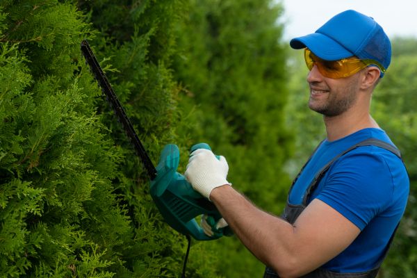 Cost of Tree Shaping Service in Sun Prairie