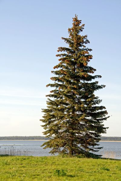 Spruce Tree Pruning in Sun Prairie