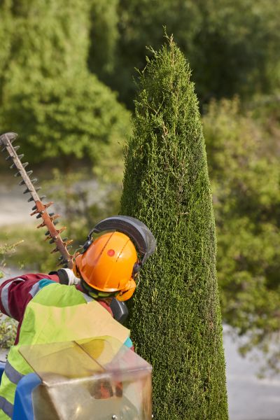 Cypress Tree Trimming in Sun Prairie