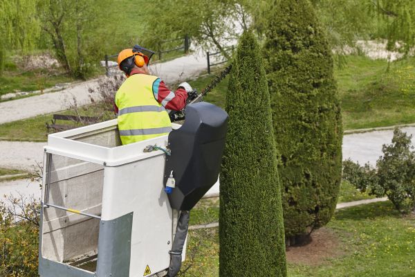 Cypress Tree Pruning in Sun Prairie