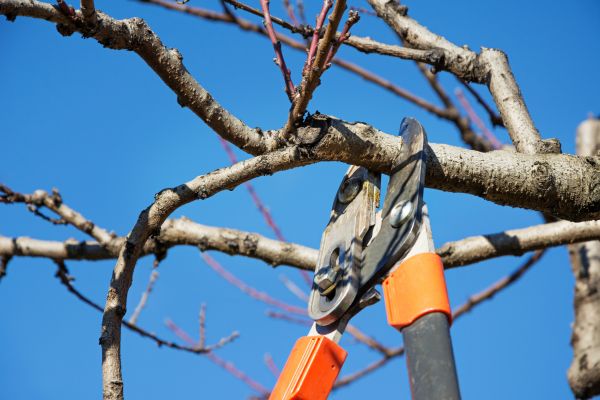 Peach Tree Trimming in Sun Prairie