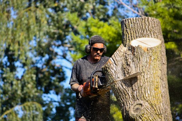 Cost of Ash Tree Pruning in Sun Prairie