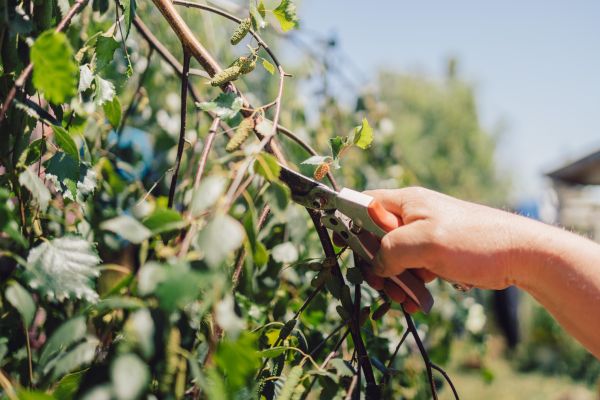 Birch Tree Pruning in Sun Prairie