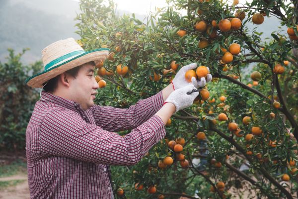 Orange Tree Pruning in Sun Prairie