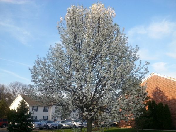 Bradford Pear Tree Pruning in Sun Prairie
