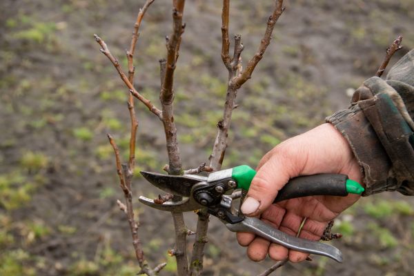 Pear Trees Pruning in Sun Prairie