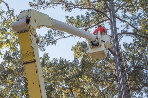 Cost of Limbs Trimming in Sun Prairie