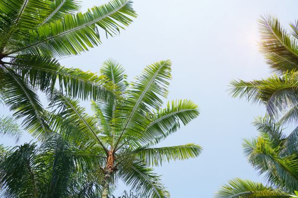 Cost of Queen Palm Tree Trimming in Sun Prairie