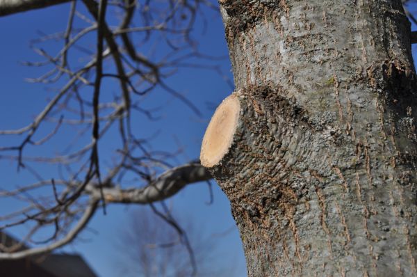 Cost of Limb Pruning in Sun Prairie