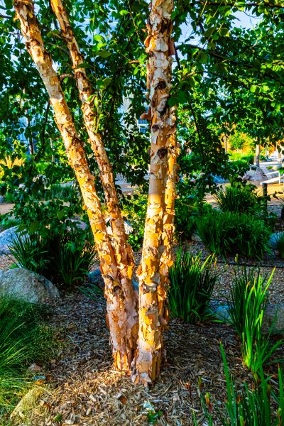 River Birch Trimming in Sun Prairie