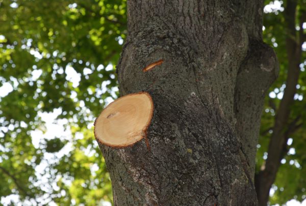 Cost of Limb Cutting in Sun Prairie