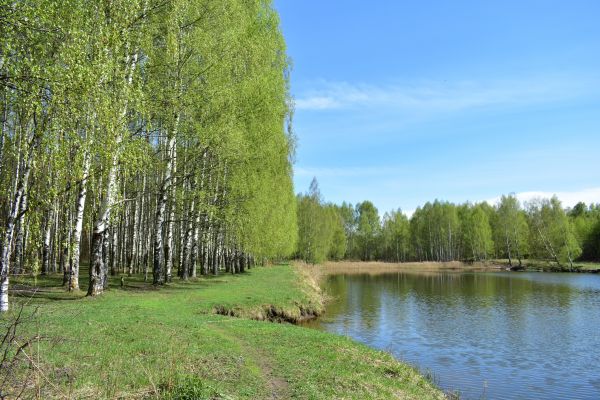 River Birch Pruning in Sun Prairie