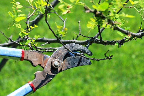 Cost of Branches Pruning in Sun Prairie