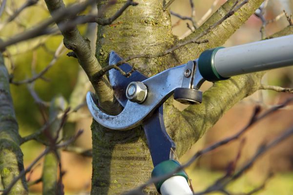 Cost of Tree Limb Trimming Service in Sun Prairie