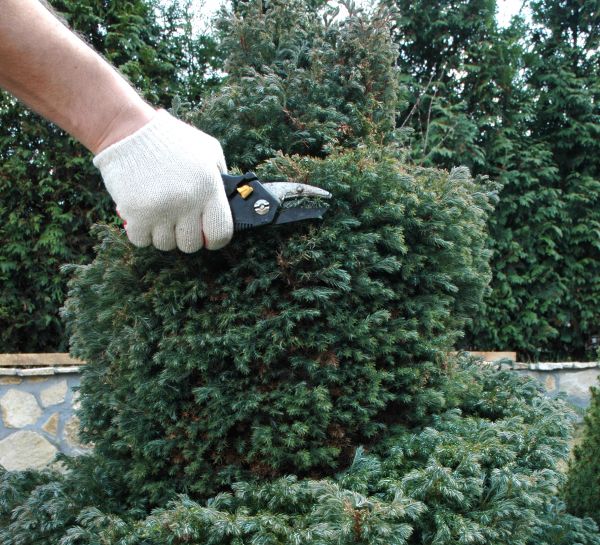 Cost of Ornamental Tree Trimming in Sun Prairie