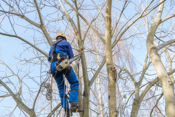 Cost of Large Tree Trimming in Sun Prairie