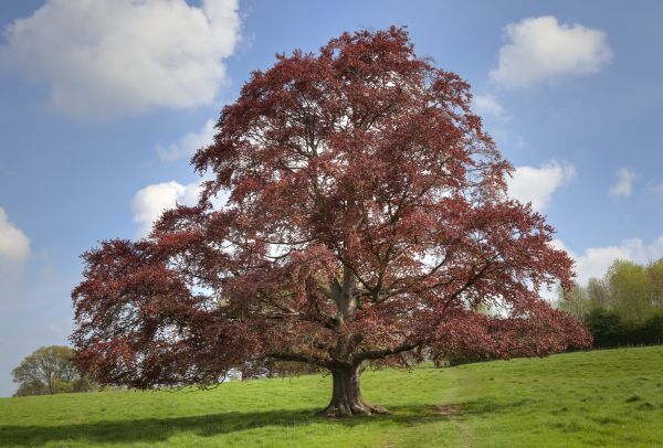 Cost of Beech Tree Pruning in Sun Prairie