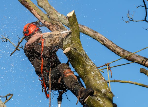 Tree Trimming Service in Sun Prairie