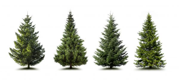 Cost of Pine Tree Trimming in Sun Prairie