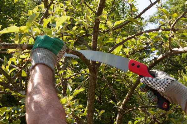Apple Tree Trimming in Sun Prairie