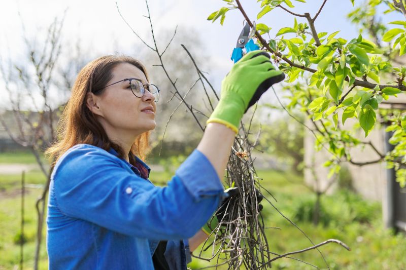 Apple Tree Pruning
